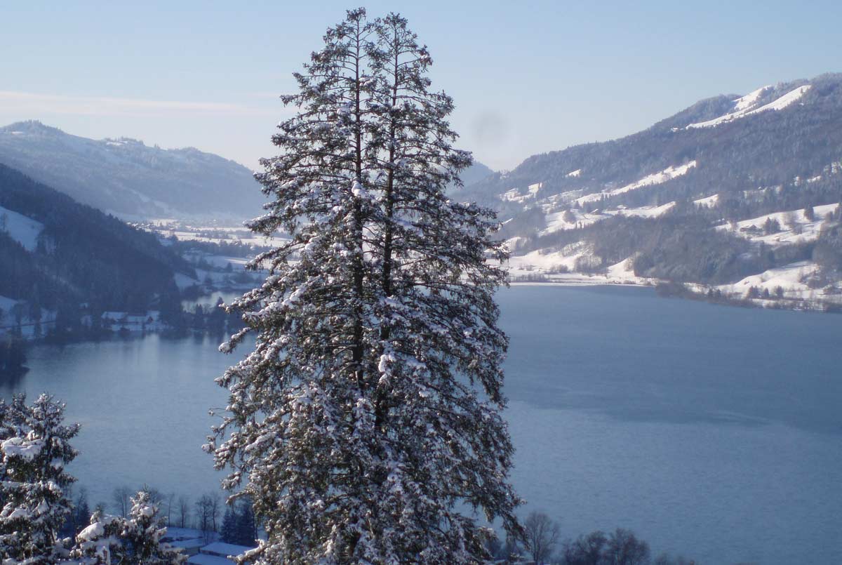 Blick auf den Alpsee